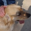 Teràpia assistida amb animal de companyia