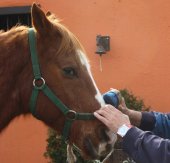 Equinoteràpia